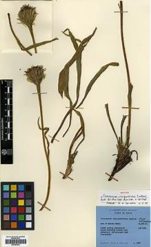 Type specimen at Edinburgh (E). Stainton, John; Sykes, William; Williams, Leonard: 3720. Barcode: E00383930.