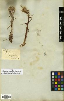 Type specimen at Edinburgh (E). Wallich, Nathaniel: 21. Barcode: E00383932.