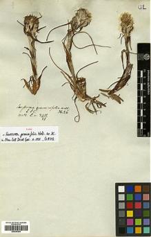 Type specimen at Edinburgh (E). Wallich, Nathaniel: 2911/21. Barcode: E00383934.