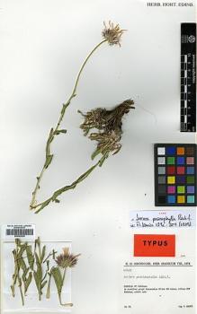 Type specimen at Edinburgh (E). Renz, Jany: 47659. Barcode: E00383935.