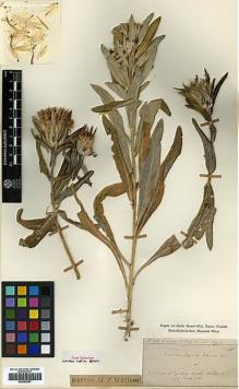 Type specimen at Edinburgh (E). Rigo, Gregorio; Sintenis, Paul: 788. Barcode: E00383937.