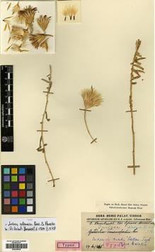 Type specimen at Edinburgh (E). Haussknecht, C.: . Barcode: E00383938.