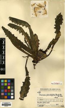 Type specimen at Edinburgh (E). Handel-Mazzetti, Heinrich: 9964. Barcode: E00383941.