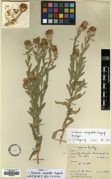 Type specimen at Edinburgh (E). Davis, Peter: 13877. Barcode: E00383943.