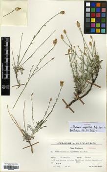 Type specimen at Edinburgh (E). Huber-Morath, Arthur: 9660. Barcode: E00383944.