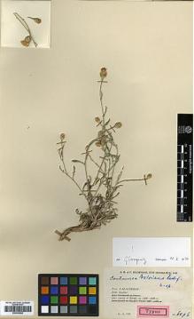 Type specimen at Edinburgh (E). Rechinger, Karl; Rechinger, Frida: 6576. Barcode: E00383950.