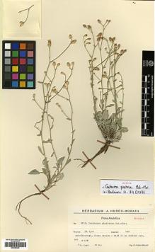 Type specimen at Edinburgh (E). Huber-Morath, Arthur: 9766. Barcode: E00383953.