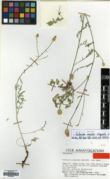 Type specimen at Edinburgh (E). Holtz, F.; Hänel, P.; Kesercioglu, T.: 00.410. Barcode: E00383955.