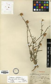 Type specimen at Edinburgh (E). Von Heldreich, Theodor: . Barcode: E00383956.
