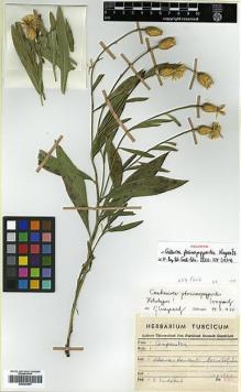 Type specimen at Edinburgh (E). Yurdakul, E.: 78. Barcode: E00383957.