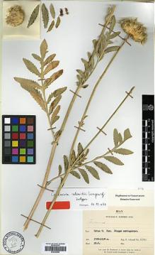 Type specimen at Edinburgh (E). Schmid, Ferdinand: 6251. Barcode: E00383966.