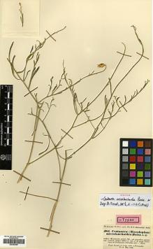 Type specimen at Edinburgh (E). Kotschy, Carl (Karl): 381. Barcode: E00383969.