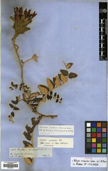 Type specimen at Edinburgh (E). Spruce, Richard: 5456. Barcode: E00383978.