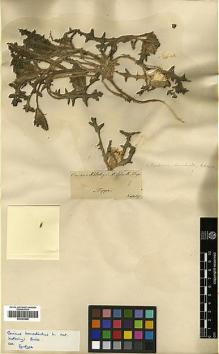 Type specimen at Edinburgh (E). Kotschy, Carl (Karl): . Barcode: E00383986.