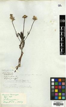Type specimen at Edinburgh (E). Cuming, Hugh: 995. Barcode: E00383987.