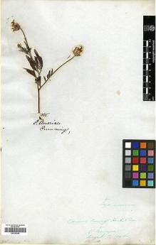 Type specimen at Edinburgh (E). Cuming, Hugh: 995. Barcode: E00383988.