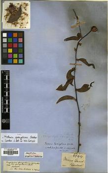 Type specimen at Edinburgh (E). Gardner, George: 4944. Barcode: E00383991.