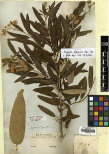 Type specimen at Edinburgh (E). Sellow, Friedrich: . Barcode: E00383995.