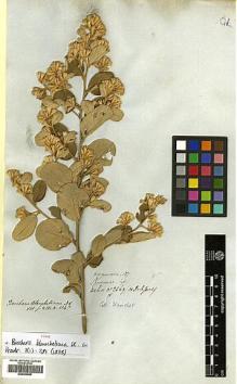 Type specimen at Edinburgh (E). Blanchet, Jacques: 2569. Barcode: E00383999.