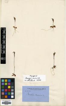 Type specimen at Edinburgh (E). Brown, Robert: 5521. Barcode: E00385225.