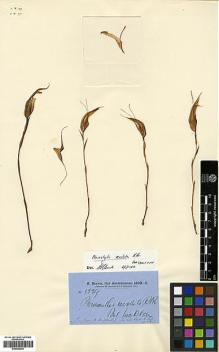 Type specimen at Edinburgh (E). Brown, Robert: 5529. Barcode: E00385230.