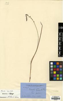 Type specimen at Edinburgh (E). Brown, Robert: 5596. Barcode: E00385234.