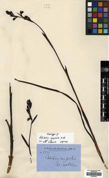Type specimen at Edinburgh (E). Brown, Robert: 5579. Barcode: E00385240.