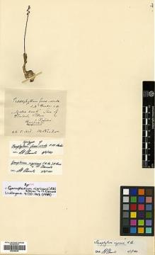 Type specimen at Edinburgh (E). Reader, Felix Maximilian: . Barcode: E00385244.