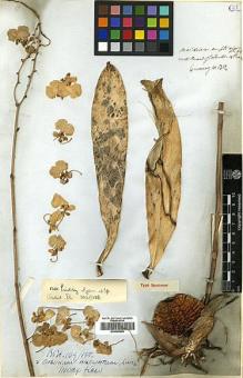 Type specimen at Edinburgh (E). Cuming, Hugh: 1312. Barcode: E00385256.