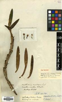 Type specimen at Edinburgh (E). Hartweg, Karl: 838. Barcode: E00385263.
