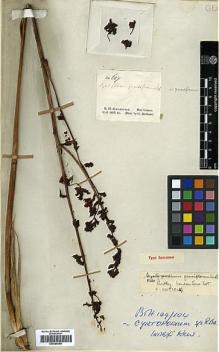 Type specimen at Edinburgh (E). Schomburgk, Robert: 617. Barcode: E00385268.