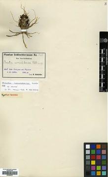 Type specimen at Edinburgh (E). Schlechter, Friedrich: 15228. Barcode: E00385272.