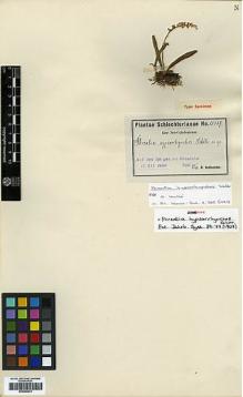 Type specimen at Edinburgh (E). Schlechter, Friedrich: 15427. Barcode: E00385275.
