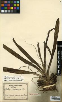 Type specimen at Edinburgh (E). Reinecke, F.: 606. Barcode: E00385277.