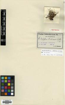 Type specimen at Edinburgh (E). Schlechter, Friedrich: 15416. Barcode: E00385280.