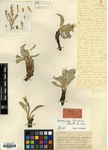 Type specimen at Edinburgh (E). Davis, Peter; Dodds, J.; Çetik, R.: 19751. Barcode: E00385281.