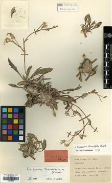 Type specimen at Edinburgh (E). Davis, Peter; Hedge, Ian: D32766. Barcode: E00385283.