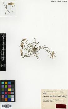 Type specimen at Edinburgh (E). Rechinger, Karl: 29829. Barcode: E00385285.