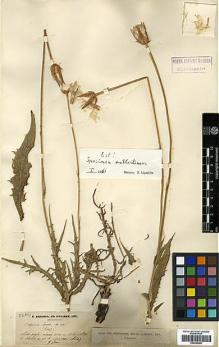 Type specimen at Edinburgh (E). Balansa, Benedict: . Barcode: E00385286.