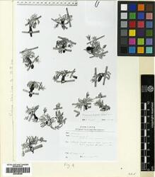 Type specimen at Edinburgh (E). Sumbul, Hüseyin: 22339. Barcode: E00385289.