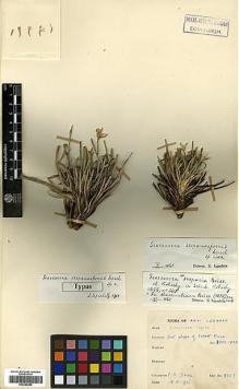 Type specimen at Edinburgh (E). Davis, Peter: 9757. Barcode: E00385295.