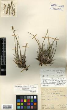 Type specimen at Edinburgh (E). Davis, Peter: 6560A2. Barcode: E00385296.