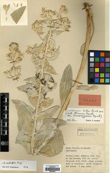 Type specimen at Edinburgh (E). Davis, Peter; Polunin, Oleg: 23925. Barcode: E00385298.
