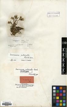 Type specimen at Edinburgh (E). Von Heldreich, Theodor: . Barcode: E00385301.