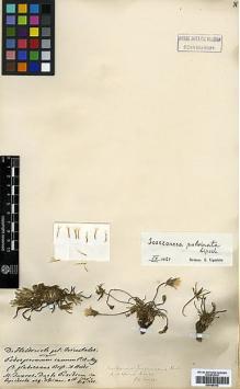 Type specimen at Edinburgh (E). Von Heldreich, Theodor: . Barcode: E00385302.
