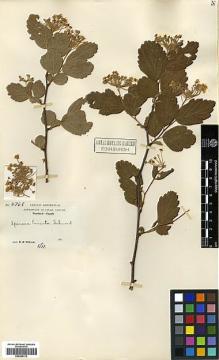 Type specimen at Edinburgh (E). Wilson, Ernest: 2768. Barcode: E00385312.