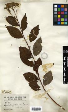 Type specimen at Edinburgh (E). Henry, Augustine: 5993. Barcode: E00385313.