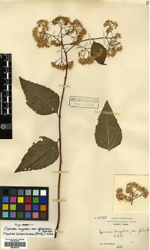 Type specimen at Edinburgh (E). Wilson, Ernest: 2751. Barcode: E00385314.