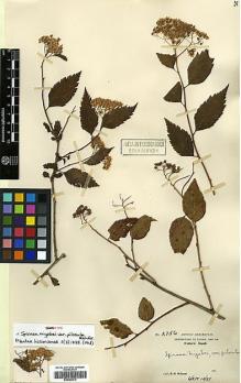 Type specimen at Edinburgh (E). Wilson, Ernest: 2756. Barcode: E00385315.