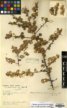 Type specimen at Edinburgh (E). Forrest, George: 9912. Barcode: E00385319.
